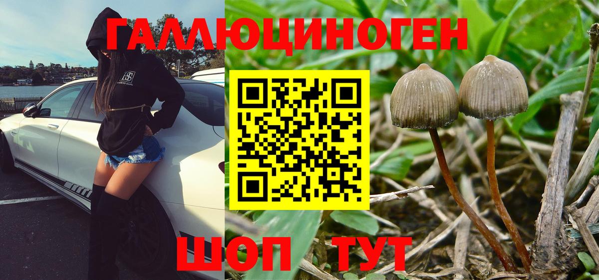 Партизанск  Псилоцибиновые грибы Cubensis  Вход с VPN 